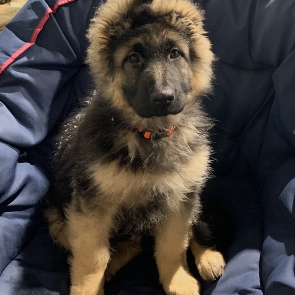 Meet your Posher, Stephanie - Picture 1 of 1